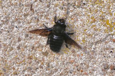 <i>Xylocopa</i>