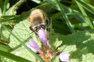 <i>Anthophora plumipes</i>