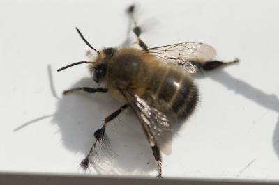 <i>Anthophora plumipes</i>