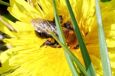 <i>Osmia</i>