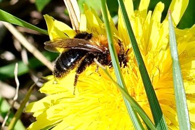 <i>Osmia</i>