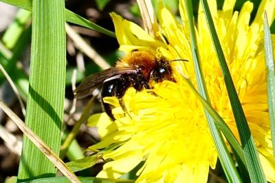 <i>Osmia</i>