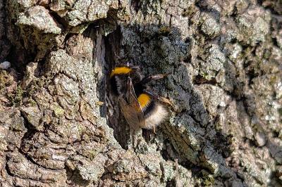 <i>Bombus</i>