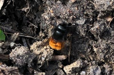 <i>Osmia cornuta</i>