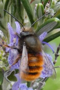 <i>Osmia cornuta</i>