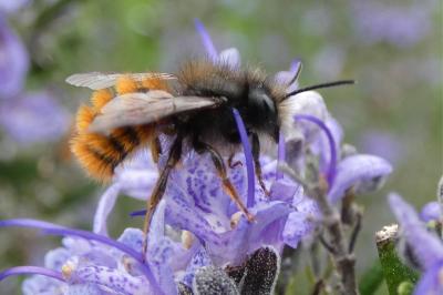 <i>Osmia cornuta</i>