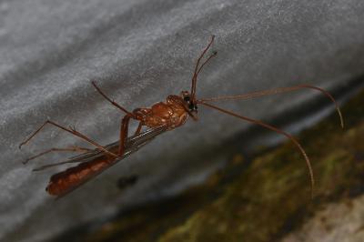 <i>Ophion</i>