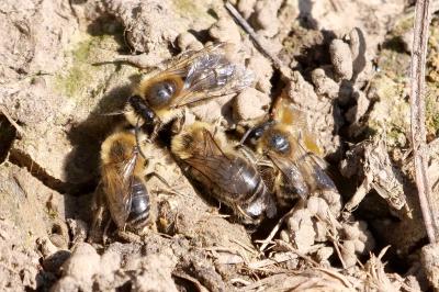 <i>Colletes cunicularius</i>