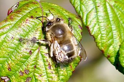 <i>Anthophora plumipes</i>