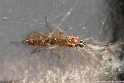 <i>Tromatobia lineatoria</i>