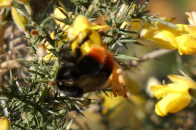 <i>Bombus lapidarius</i>
