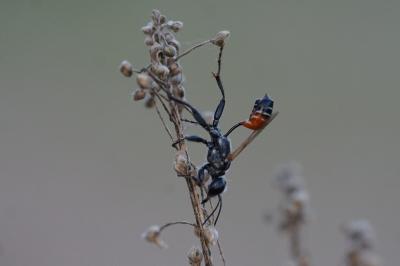 <i>Prionyx kirbii</i>