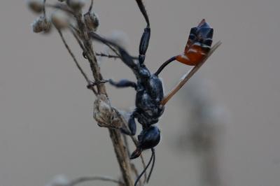 <i>Prionyx kirbii</i>