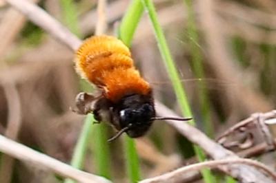 Andrena fulva