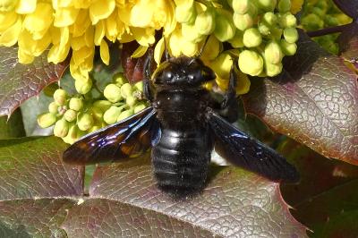 <i>Xylocopa</i>