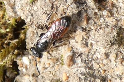 <i>Sphecodes</i>