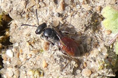 <i>Sphecodes</i>
