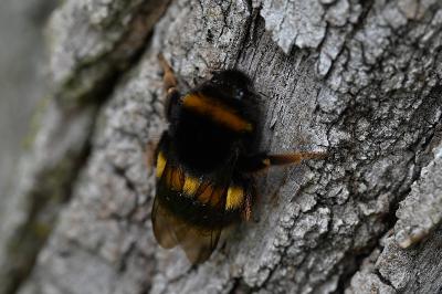 <i>Bombus</i>