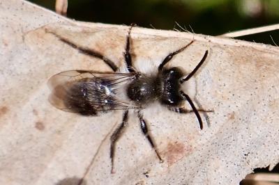 <i>Andrena cineraria</i>