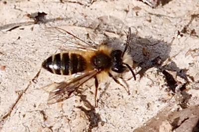 <i>Andrena</i>