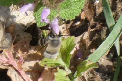 <i>Anthophora plumipes</i>