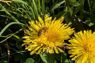 <i>Apis mellifera</i>