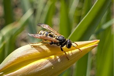 <i>Polistes dominula</i>