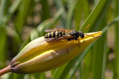 <i>Polistes dominula</i>