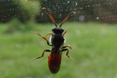 <i>Nomada fabriciana</i>