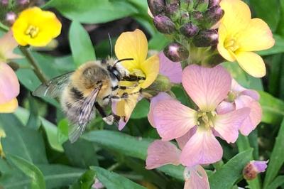 <i>Anthophora plumipes</i>