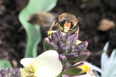 <i>Anthophora plumipes</i>
