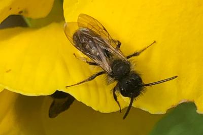 <i>Andrena</i>