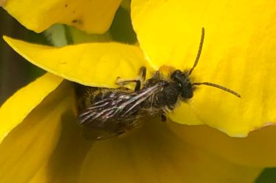 <i>Andrena</i>