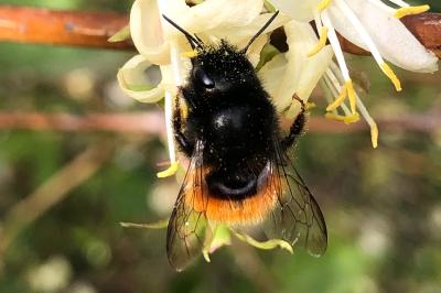 <i>Osmia cornuta</i>