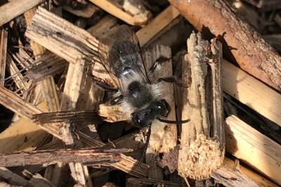 <i>Andrena cineraria</i>