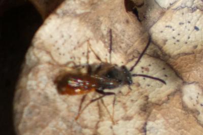 <i>Nomada fabriciana</i>