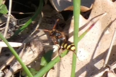 <i>Nomada lathburiana</i>