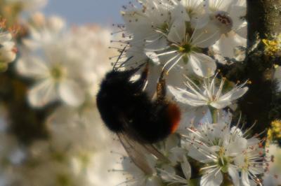 <i>Bombus lapidarius</i>