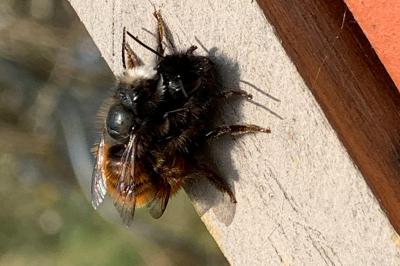 <i>Osmia cornuta</i>