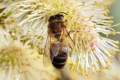 <i>Apis mellifera</i>