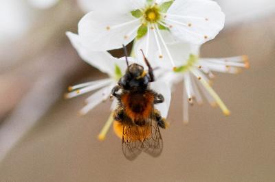 <i>Andrena fulva</i>