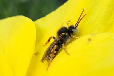 <i>Nomada lathburiana</i>