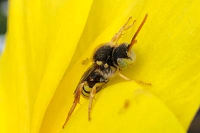 <i>Nomada lathburiana</i>