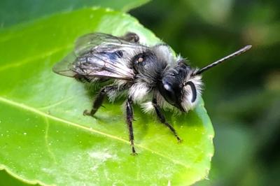 <i>Andrena cineraria</i>