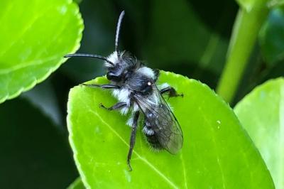 <i>Andrena cineraria</i>
