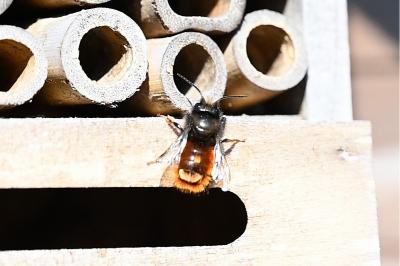 <i>Osmia cornuta</i>
