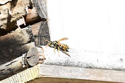 <i>Polistes dominula</i>
