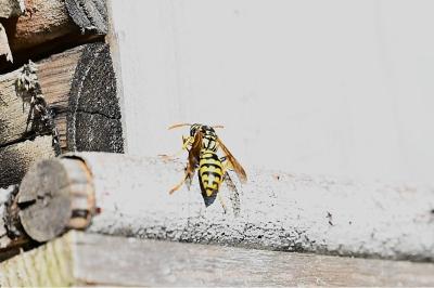 <i>Polistes dominula</i>