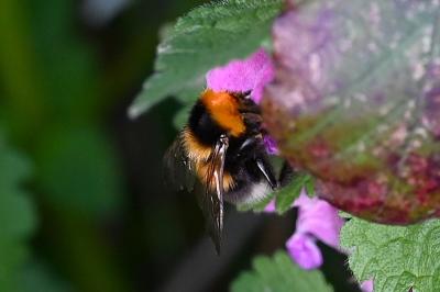 <i>Bombus</i>