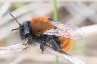 <i>Andrena fulva</i>